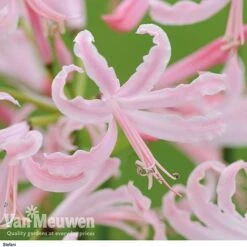 Nerine Bowdenii Collection -Van Meuwen stefani
