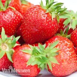 Strawberry 'Elsanta' (Pre-planted Baskets) -Van Meuwen strawbe