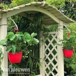 Strawberry 'Elsanta' (Pre-planted Baskets) -Van Meuwen strawberr