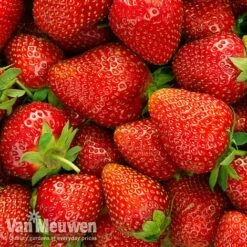 Strawberry 'Elsanta' (Pre-planted Baskets) -Van Meuwen strawberryb