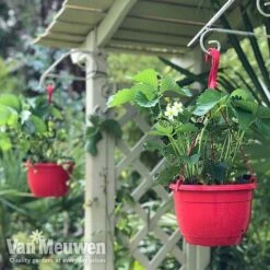 Strawberry 'Elsanta' (Pre-planted Baskets) -Van Meuwen strawberrybaske