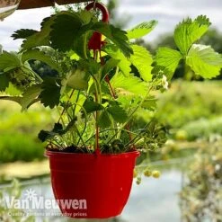 Strawberry 'Elsanta' (Pre-planted Baskets) -Van Meuwen strawberrybasket
