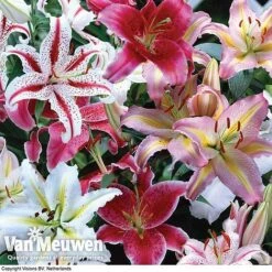 Summer Colour Bulb Collection -Van Meuwen summer bulb V46129 c