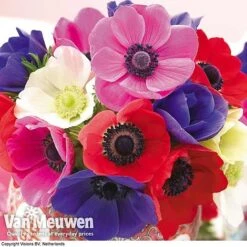 Summer Colour Bulb Collection -Van Meuwen summer bulb V46129 d