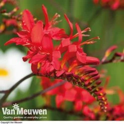 Summer Colour Bulb Collection -Van Meuwen summer bulb V46129 e