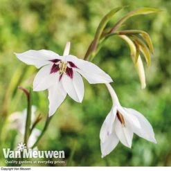 Summer Colour Bulb Collection -Van Meuwen summer bulb V46129 f