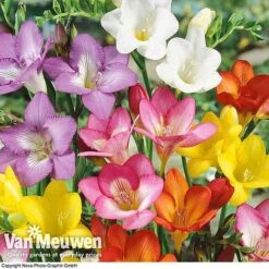 Summer Colour Bulb Collection -Van Meuwen summer bulb V46129 g