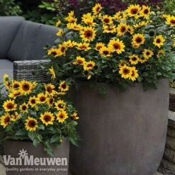 Sunflower SunBelievable™ 'Brown Eyed Girl' 7 Sunflower SunBelievable™ 'Brown Eyed Girl' -Van Meuwen sunb