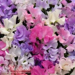 Sweet Pea 'Sweet Dreams Mixed' 8 Sweet Pea 'Sweet Dreams Mixed' -Van Meuwen sweet21