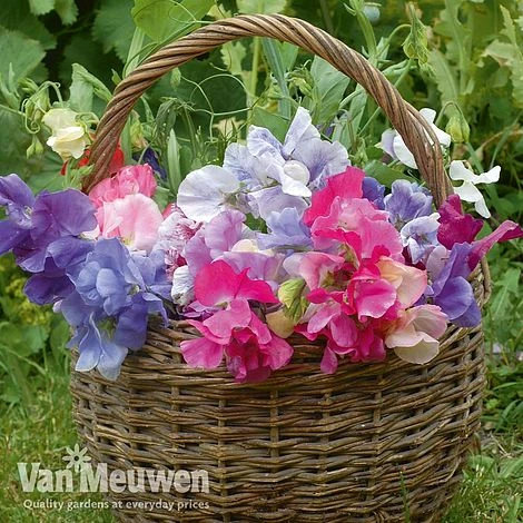 Sweet Pea 'Sweet Dreams Mixed' 1 Sweet Pea 'Sweet Dreams Mixed'