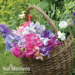 Sweet Pea 'Sweet Dreams Mixed' 11 Sweet Pea 'Sweet Dreams Mixed' -Van Meuwen sweet41