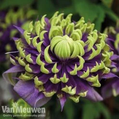 Clematis Florida 'Taiga'