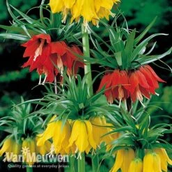 Fritillaria Imperialis 'Collection' -Van Meuwen vfrit duo
