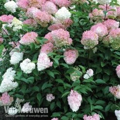 Hydrangea Paniculata 'Vanille Fraise' -Van Meuwen vmvan4
