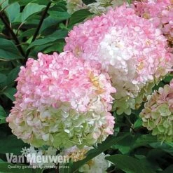 Hydrangea Paniculata 'Vanille Fraise' -Van Meuwen vmvan5
