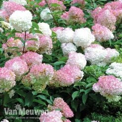 Hydrangea Paniculata 'Vanille Fraise' -Van Meuwen vmvan6