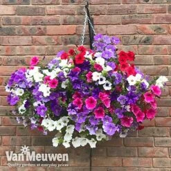 Petunia Surfinia® Collection -Van Meuwen vsurf2
