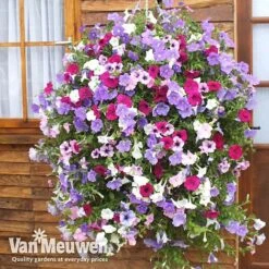 Petunia Surfinia® Collection -Van Meuwen vsurf3