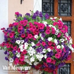 New Products -Van Meuwen vsurf4