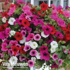 Petunia Surfinia® Collection -Van Meuwen vsurf5