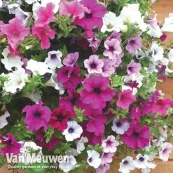 Petunia Surfinia® Collection -Van Meuwen vsurf6
