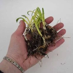 English Bluebells -Van Meuwen z BLUE P7146 C h