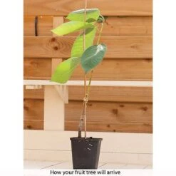 Patio Fruit Tree Collection -Van Meuwen z COLL T56849 B h