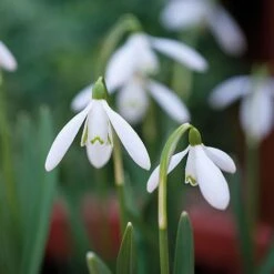 Snowdrops In The Green -Van Meuwen z GALA NIVALIS T00739