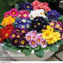 Most Scented Bumper Pack -Van Meuwen z Primrose Husky Mixed