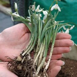 Snowdrops In The Green -Van Meuwen z SNOW P88372 B h