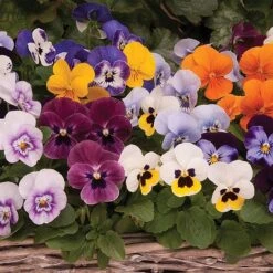 Viola 'Autumn Jewels Mixed' (Garden Ready) -Van Meuwen z VIOL T62669 A h