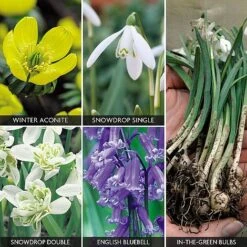Spring Bulbs In The Green Collection -Van Meuwen z bulb v59885 a h