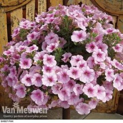 Petunia 'Surfinia' Pre-Planted Basket -Van Meuwen z pet3