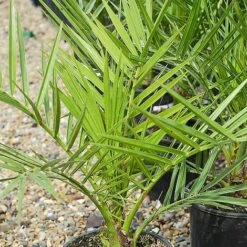 Phoenix Palm -Van Meuwen z phoenix palm2