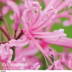 Nerine Bowdenii Collection -Van Meuwen z pink