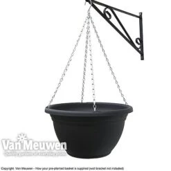 Viola (Ice Babies) 'Teardrops Mixed' (Pre-planted Hanging Basket) -Van Meuwen z vm pre plantedbasket