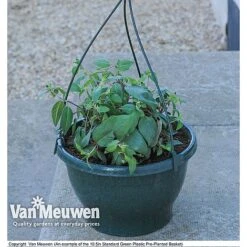 Petunia 'Frills & Spills™ Mixed' -Van Meuwen z vm preplantedgreenbasket6