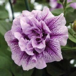 Petunia 'Frills & Spills™ Mixed' -Van Meuwen z z PETU T16422 A h