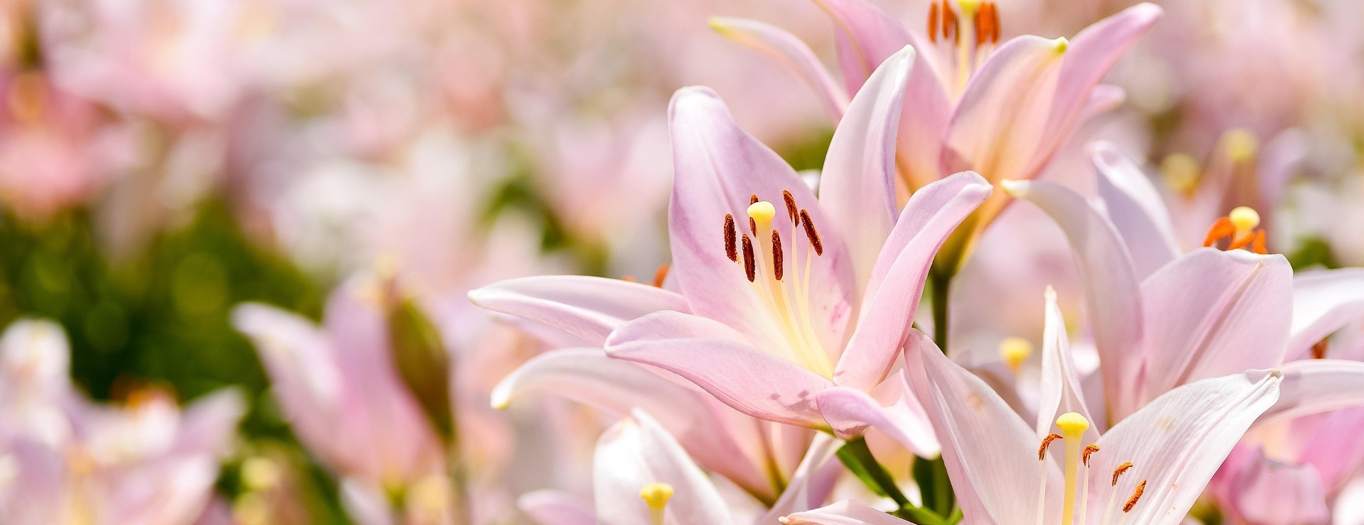 Front Page -Van Meuwen natural 3490603 1920